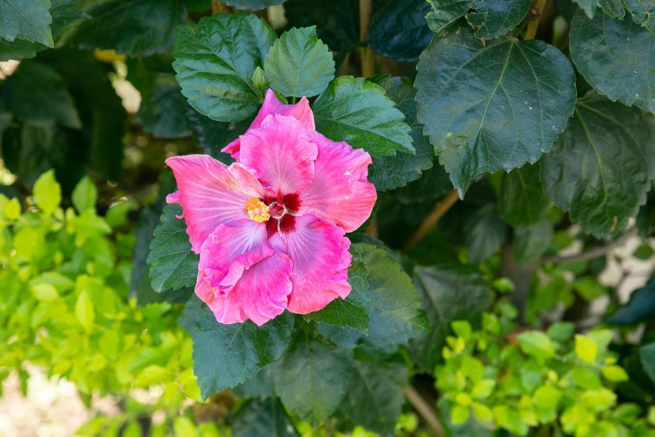 فندق Colibri Turquesa تيبوزتلان المظهر الخارجي الصورة
